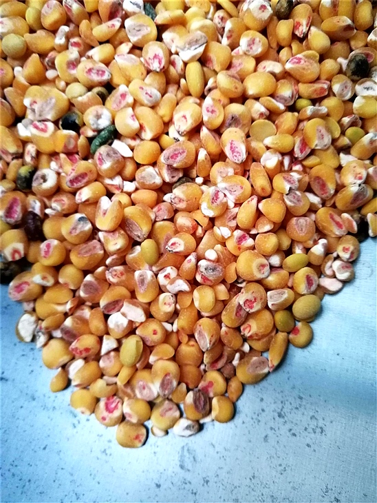 去麻豆成人免费视频藥種子包衣外皮去皮機 去麻豆成人免费视频藥種子包衣外皮去皮機